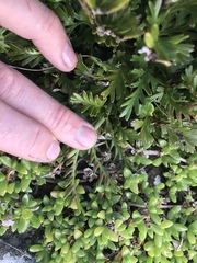 Asplenium chathamense