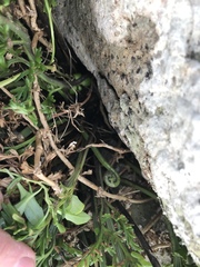 Asplenium chathamense