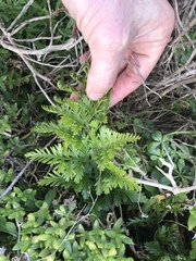 Asplenium chathamense