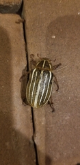 Polyphylla