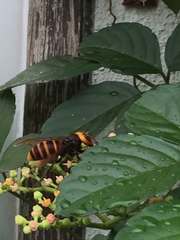 Vespa analis insularis
