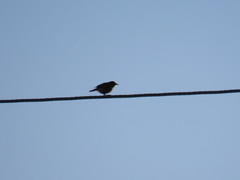 Saxicola maurus