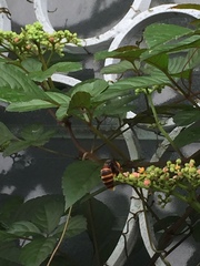 Vespa analis insularis