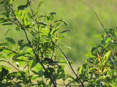Saxicola maurus