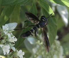 Physocephala marginata