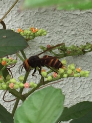 Vespa analis insularis