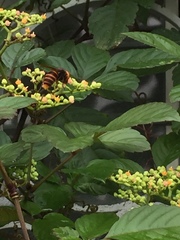 Vespa analis insularis