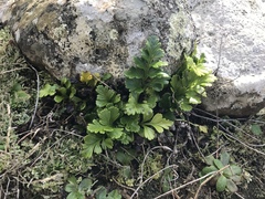 Asplenium chathamense
