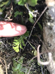 Asplenium chathamense