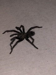 Aphonopelma steindachneri