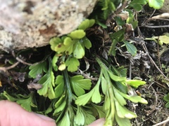 Asplenium chathamense