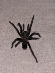 Aphonopelma steindachneri