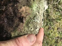 Newzealandia