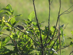 Saxicola maurus
