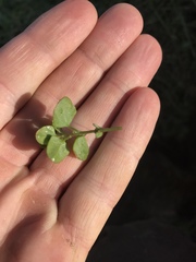 Chenopodium trigonon trigonon