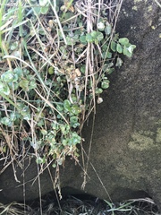 Chenopodium trigonon trigonon