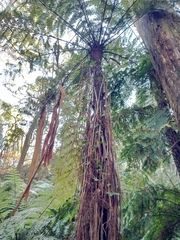 Cyathea cunninghamii