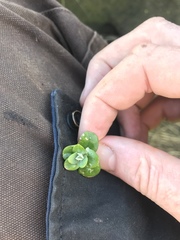 Chenopodium trigonon trigonon