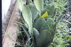 Sansevieria masoniana