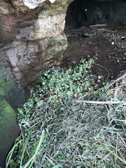 Chenopodium trigonon trigonon