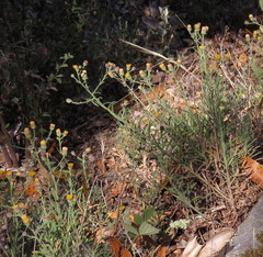 Erigeron petrophilus