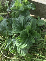 Urtica australis