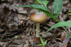 Amanita subglobosa