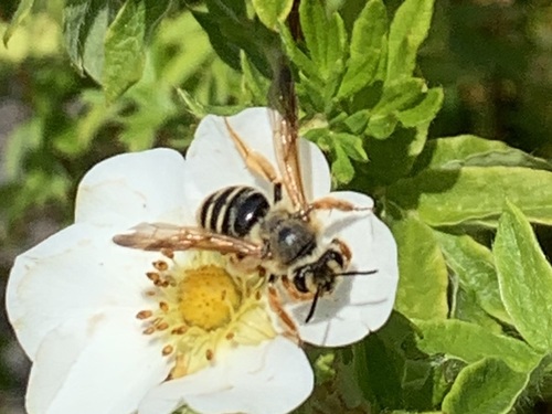 Prunus Miner Bee photo 3