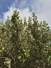 Olearia traversiorum
