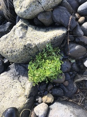 Apium prostratum denticulatum