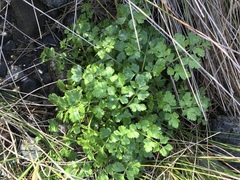 Apium prostratum denticulatum