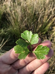 Apium prostratum denticulatum