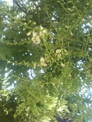 Styphnolobium japonicum