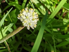 Triantha occidentalis