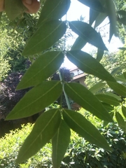 Styphnolobium japonicum