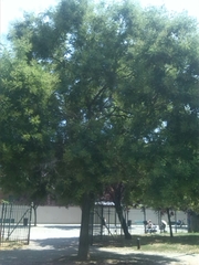 Styphnolobium japonicum