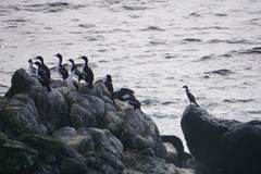 Phalacrocorax featherstoni