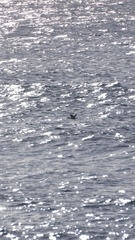 Phalacrocorax featherstoni