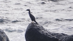 Phalacrocorax featherstoni