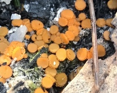 Anthracobia muelleri