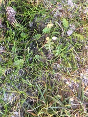 Leptinella squalida squalida