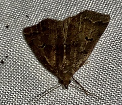 Phalaenostola hanhami