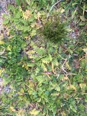 Leptinella potentillina