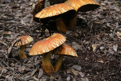 Gymnopilus orientispectabilis