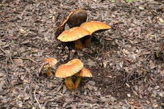 Gymnopilus orientispectabilis