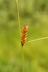Carex exsiccata