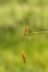 Carex exsiccata