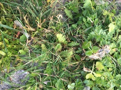 Leptinella potentillina