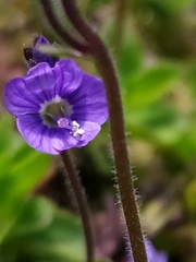 Veronica aphylla
