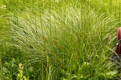 Carex exsiccata